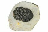 Bargain, Morocops Trilobite - Visible Eye Facets #186734-2